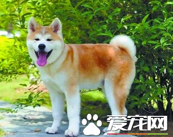 秋田犬的智商高嗎 位於犬類排名的第54位
