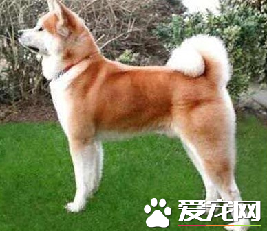 秋田犬的智商高嗎 位於犬類排名的第54位