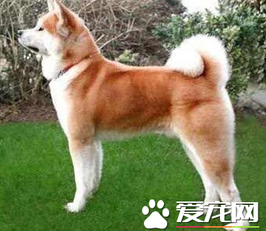 秋田犬的身高 成犬的身高在58到70厘米