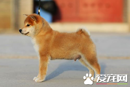 日本秋田犬和柴犬的區別 柴犬的尾巴相對比較短