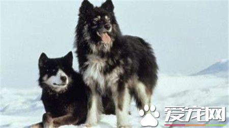 桦太犬是什麼品種 一種產於日本的雪橇犬