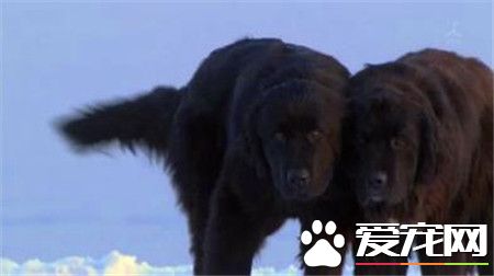桦太犬是什麼品種 一種產於日本的雪橇犬