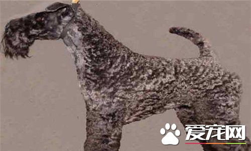 凱利藍梗標准造型 公犬的標准身高應為47厘米