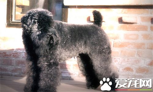 凱利藍梗標准造型 公犬的標准身高應為47厘米