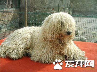 可蒙犬和波利犬的區別 可蒙犬顏色以白色為主