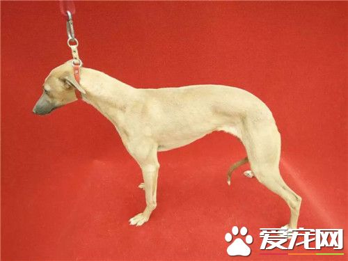 傑克羅素梗的身長 理想的公犬肩高應為14英寸