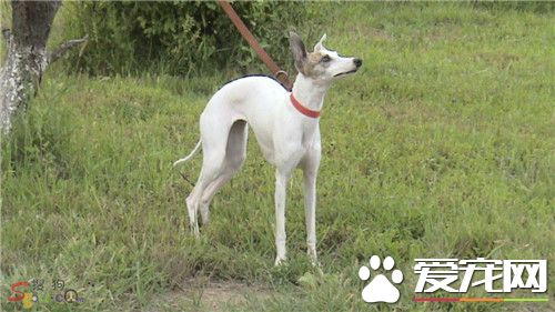 傑克羅素梗的身長 理想的公犬肩高應為14英寸