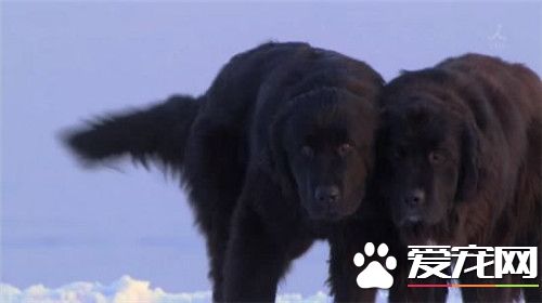 桦太犬在中國有麼 其繁殖和飼養只保持在日本
