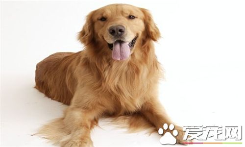 金毛尋回犬特性 金毛犬是很活潑的一種犬種