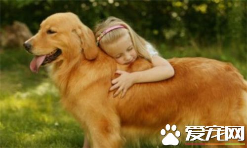 金毛尋回犬如何看便便 大致是黃色或者褐色是正常