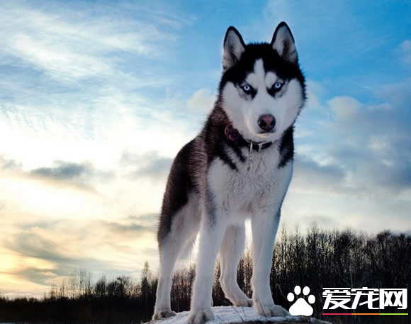 巨型阿拉斯加雪橇犬能長多大 雄性肩高25英寸