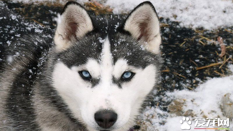 巨型阿拉斯加雪橇犬好養嗎 生長期喂養要點