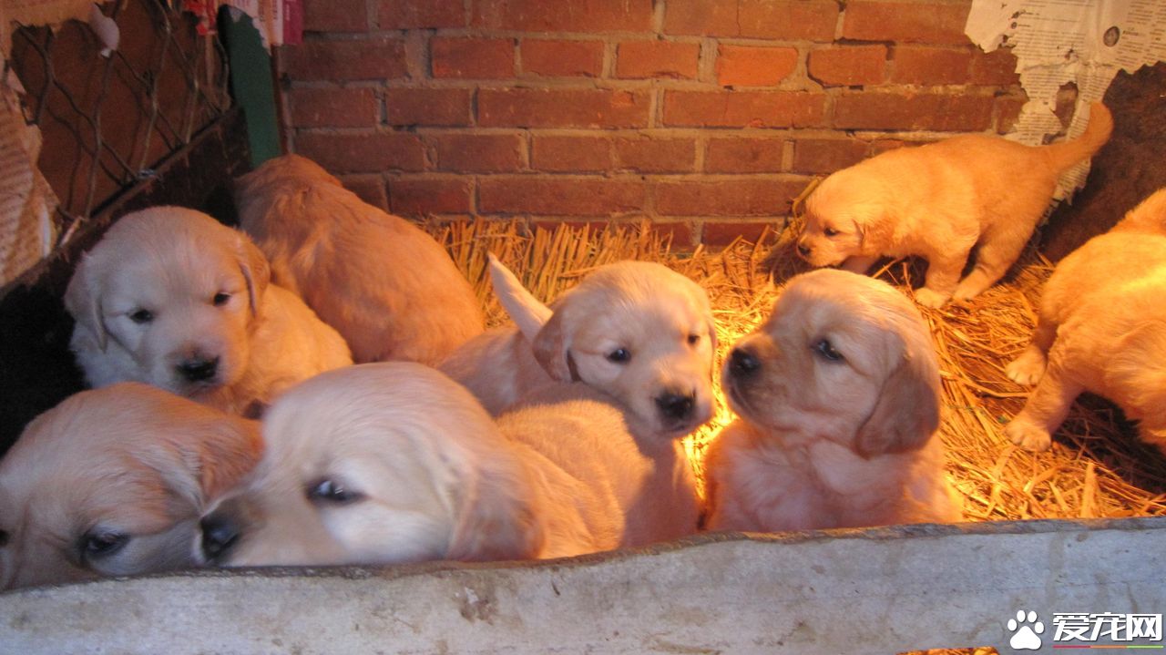 金毛尋回犬繁殖季節 每年春季3到4月