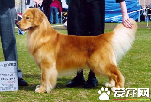 金毛尋回犬的顏色 從奶油色到深黃色都是允許