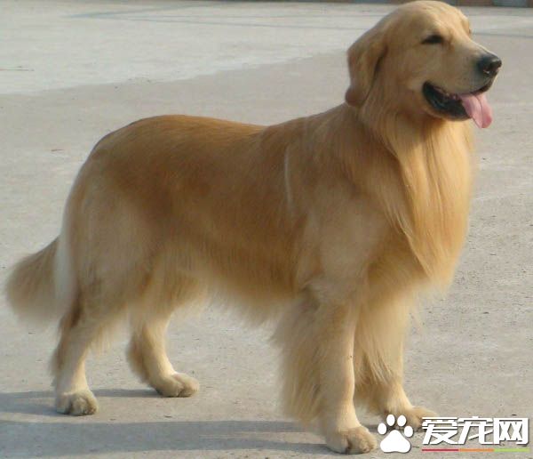 金毛犬和金毛尋回犬的區別 它們是一個品種