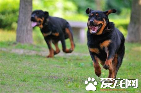 純種羅威納犬特征 目前羅威納犬有三種類型