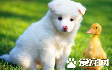 純種薩摩耶犬的特點 純種薩摩耶犬的外表特征