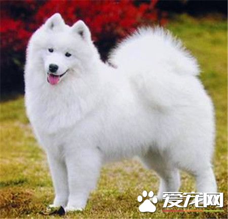 純種薩摩耶犬的特點 純種薩摩耶犬的外表特征