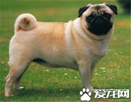 純種巴哥犬產地 純種巴哥犬原產於中國