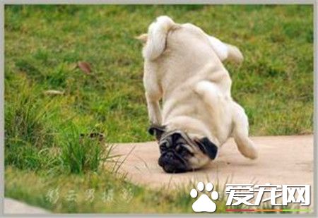 純種巴哥犬產地 純種巴哥犬原產於中國