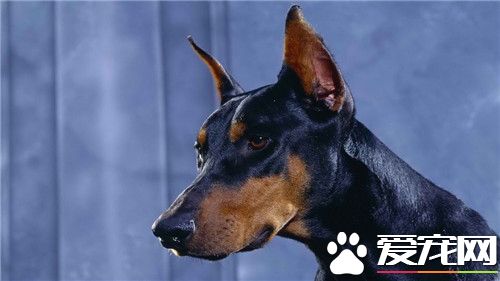 德國杜賓犬有哪些缺點 不容易與其它狗狗相處