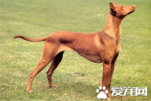 大型法老王獵犬能家養 非常適宜家養的狗狗