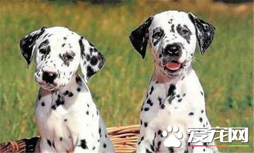 大麥町犬屬什麼犬種 以前被作為馬車的護衛犬
