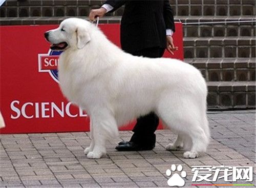 大白熊犬排名 世界犬類智商排名第64位