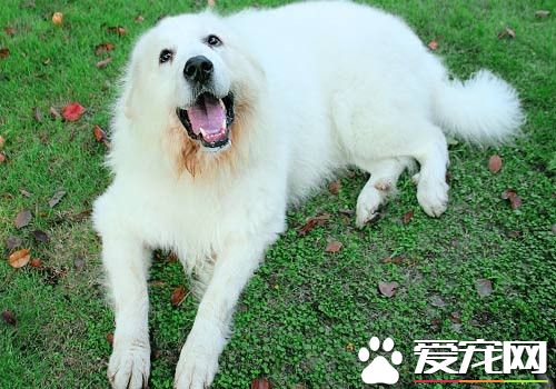 大白熊犬毛色 一般毛色是白色或白色帶有灰色
