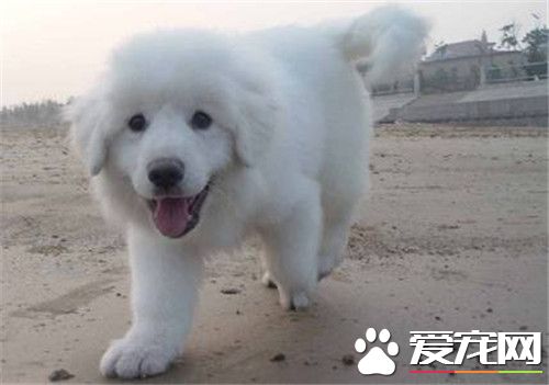 大白熊犬毛色 一般毛色是白色或白色帶有灰色
