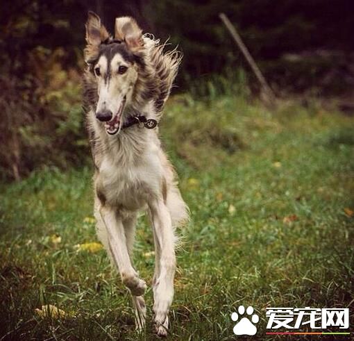 蘇俄獵狼哪個好 蘇俄獵狼犬的外型特征挑選
