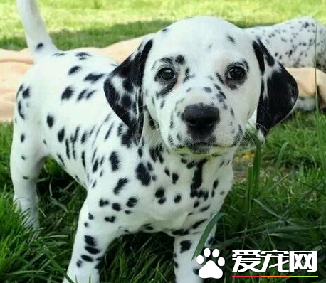 大麥町犬特征 身軀有清晰可見的黑色斑點