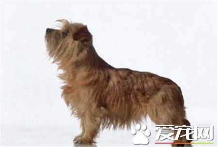 寵物狗羅福梗重量 羅福梗重量在5公斤左右
