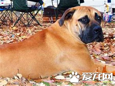 成年馬士提夫犬體重 公的體重在79到86公斤