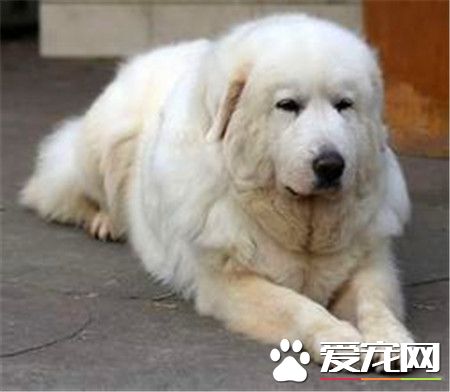 成年大白熊犬的體重 大白熊犬體重40到150公斤