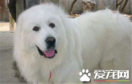 成年大白熊犬的體重 大白熊犬體重40到150公斤