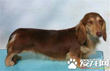 長毛臘腸犬產地 長毛臘腸犬出現於德國