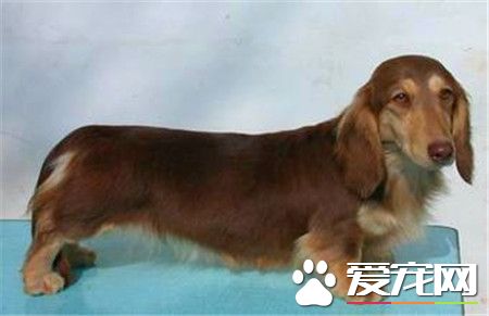 長毛臘腸犬產地 長毛臘腸犬出現於德國