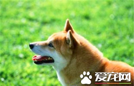 柴犬是小型秋田犬嗎 秋田犬和柴犬的區別
