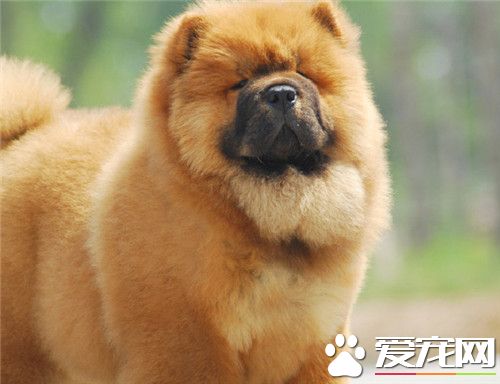 純種松獅犬特征 純種松獅犬擁有藍黑舌頭