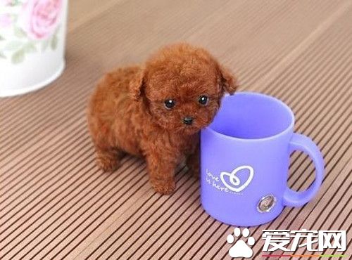 茶杯泰迪犬的飼養 飲食要控制得比一般狗嚴格