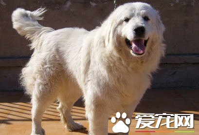 大白熊犬性格怎麼樣 性情溫和耐力好體能強