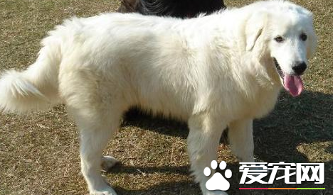 大白熊犬性格怎麼樣 性情溫和耐力好體能強