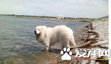 大白熊犬體味大嗎 大白熊的體味不是很重