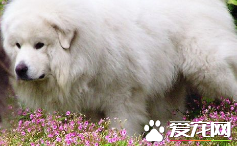 大白熊犬特征 身軀披覆著厚實濃密的被毛