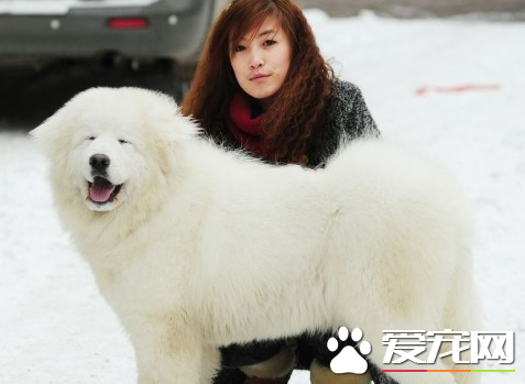 大白熊犬特征 身軀披覆著厚實濃密的被毛