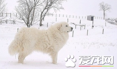 大白熊犬智商高嗎 是比較聰明的大型犬