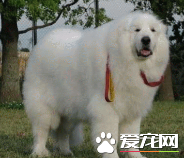 大白熊犬智商高嗎 是比較聰明的大型犬