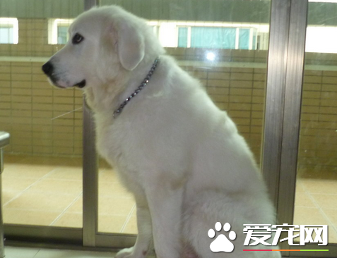 大白熊犬算巨型犬嗎 是一種體型比較大的大型犬