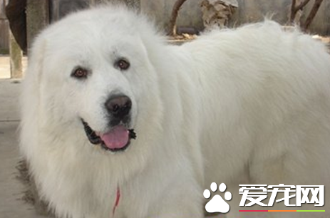 大白熊犬壽命最長 平均壽命一般在12到15歲左右